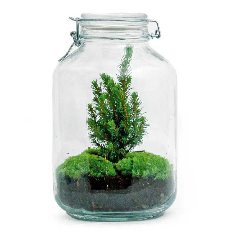 DIY Flaschengarten Set "Jar Christma" – Autarkes Mini-Ökosystem mit Weihnachtsbaum 🎄✨ - ES+