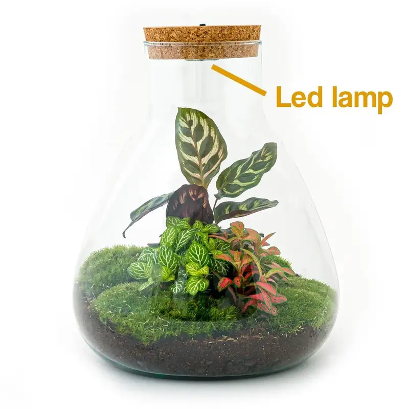 DIY Flaschengarten Set "Sam Calathea" mit LED-Licht – Dein pflegeleichtes Mini-Biotop ✨🌿 - ES+