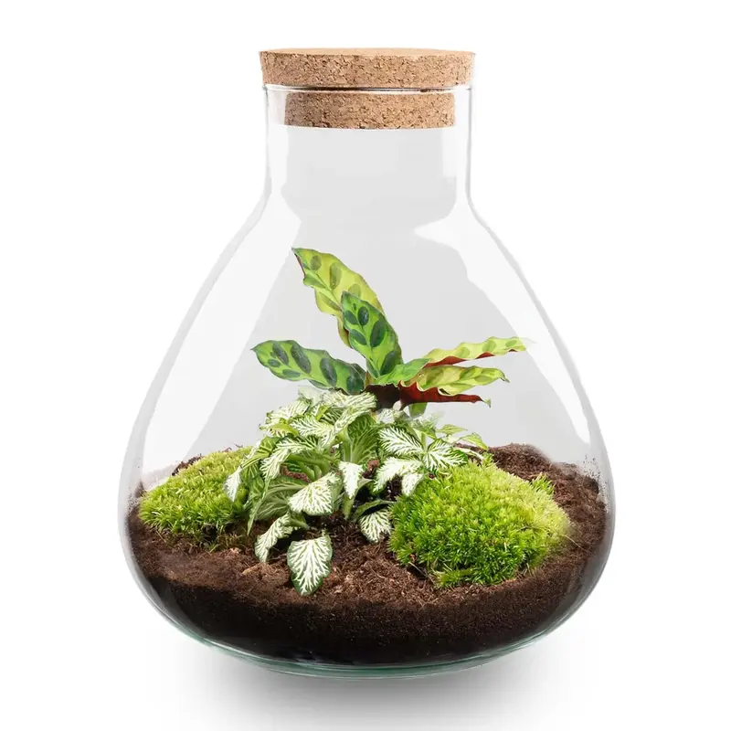 DIY Flaschengarten Set "Sammie" – Autarkes Mini-Ökosystem ohne Werkzeug 🌿 - ES+