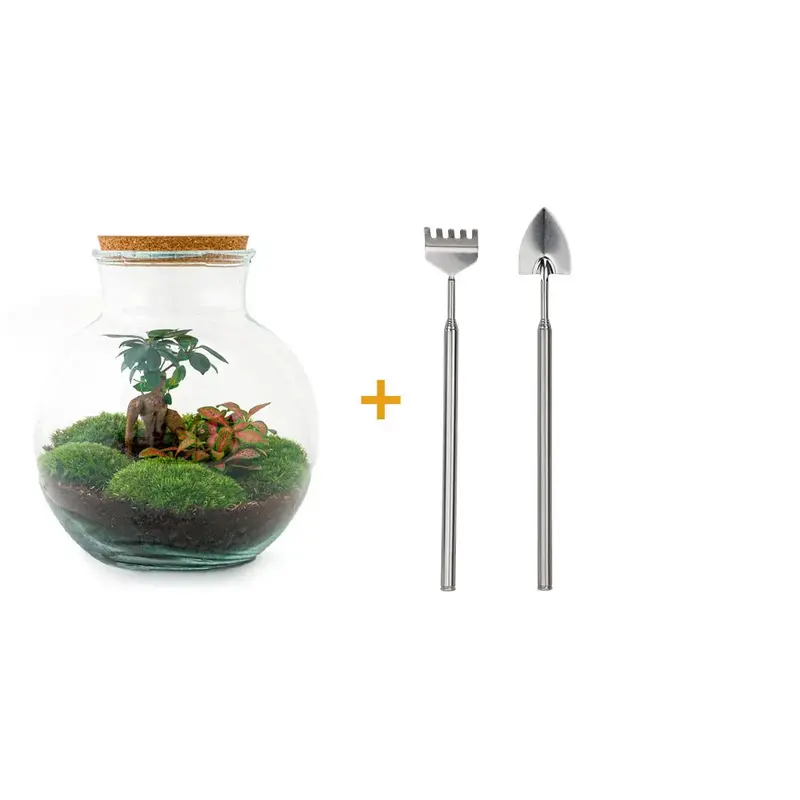 DIY Flaschengarten Set "Teddy Bonsai" – Autarkes Mini-Ökosystem inkl. Werkzeug 🌳🛠️ - ES+