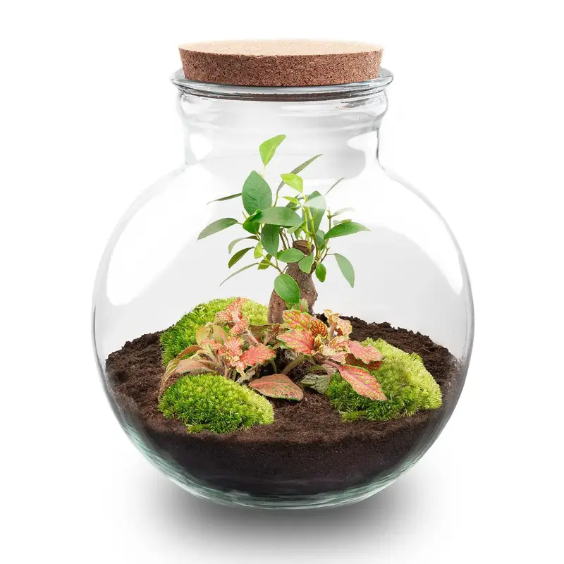 DIY Flaschengarten Set "Teddy Bonsai" – Autarkes Mini-Ökosystem ohne Gießstress 🌳💖 - ES+
