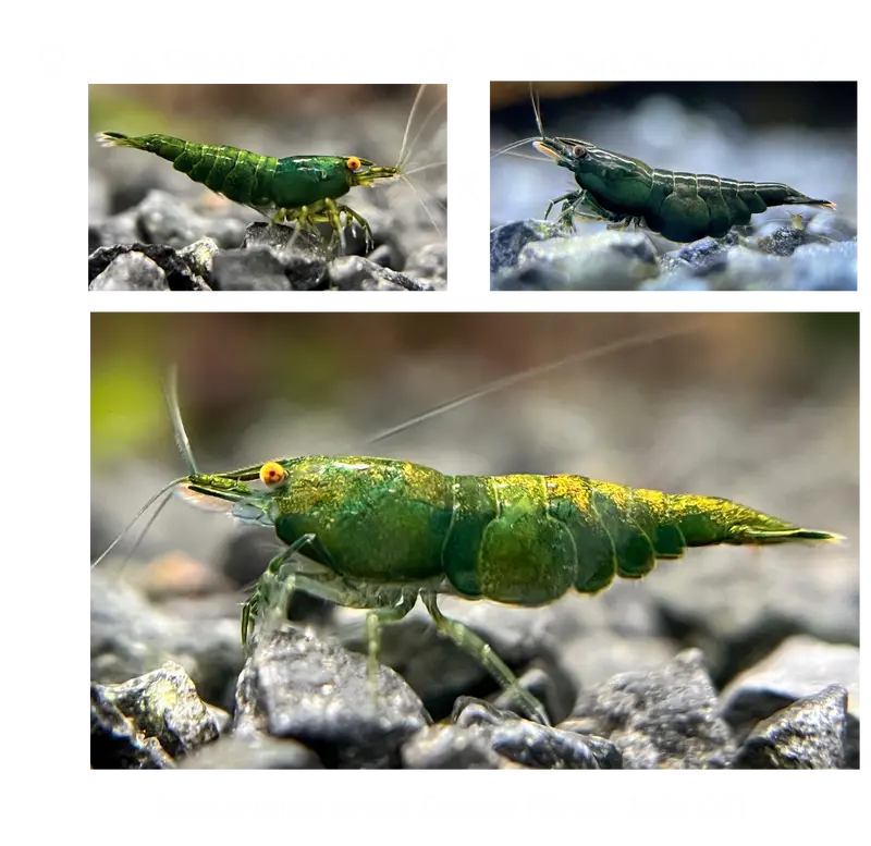 DIY Neocaridina "Green Demon" Zuchtgruppe