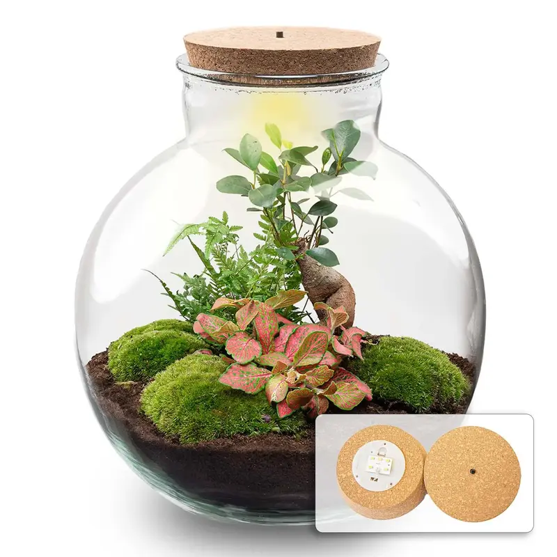 DIY Pflanzen-Terrarium 'Bolder Bob' mit LED-Beleuchtung ✨🌿 - ES+