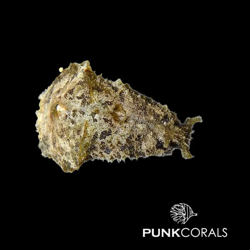 Dolabella auricularia Seehase