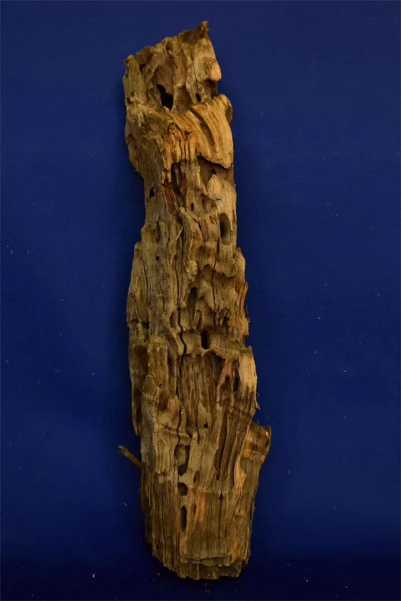 Dragon Wood, Drachenholz, Aquarium Wurzel, DR02