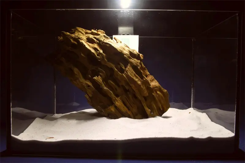 Dragon Wood, Drachenholz, Aquarium Wurzel, DR05