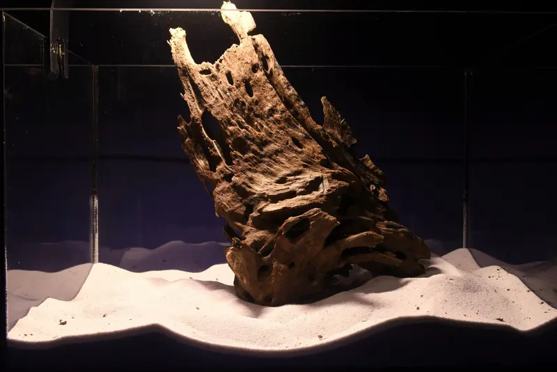 Dragon Wood, Drachenholz, Aquarium Wurzel, DR18