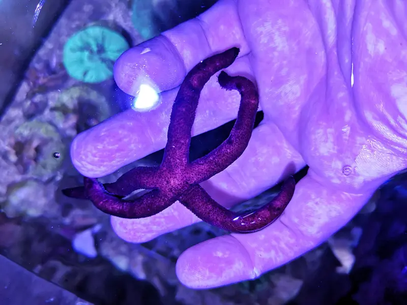 Echinaster luzonicus – Lila Seestern (Nachzucht)
