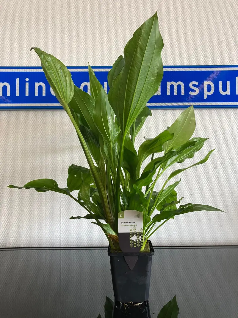 Echinodorus Argentinensis XXL P9 pot