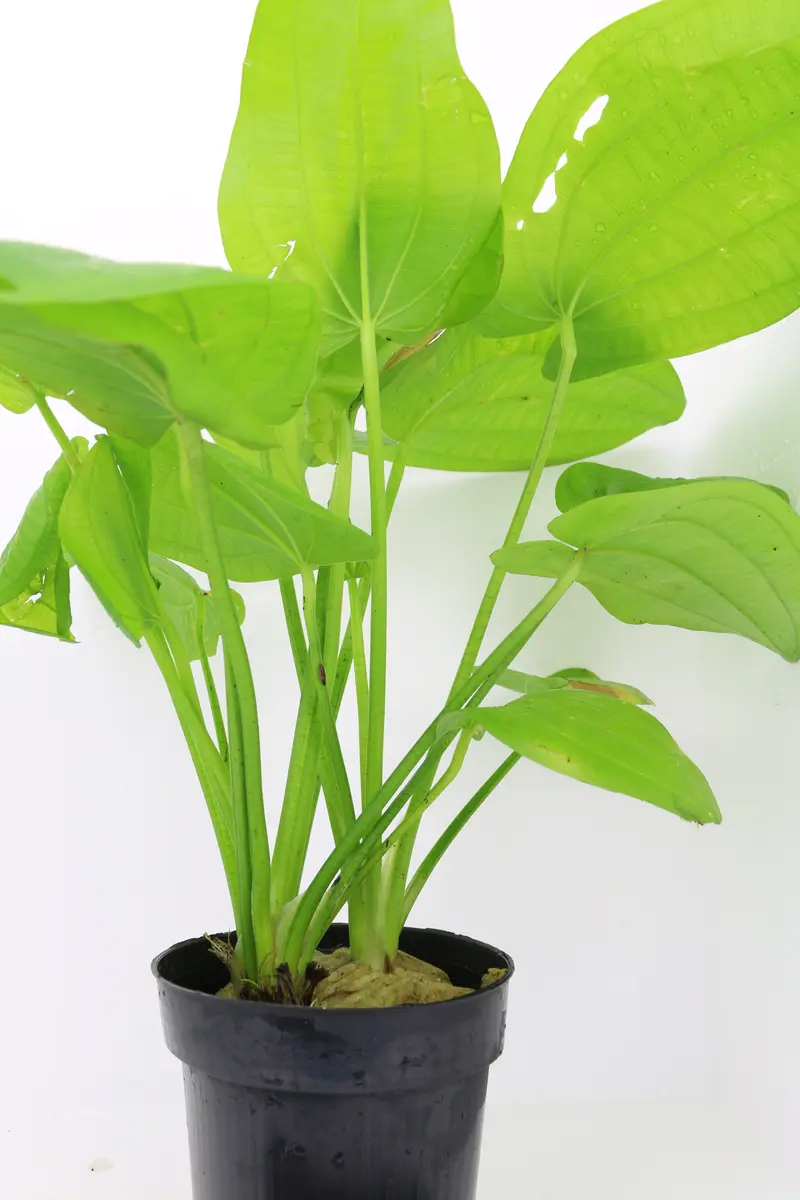 Echinodorus Cordifolius Mutterpflanze