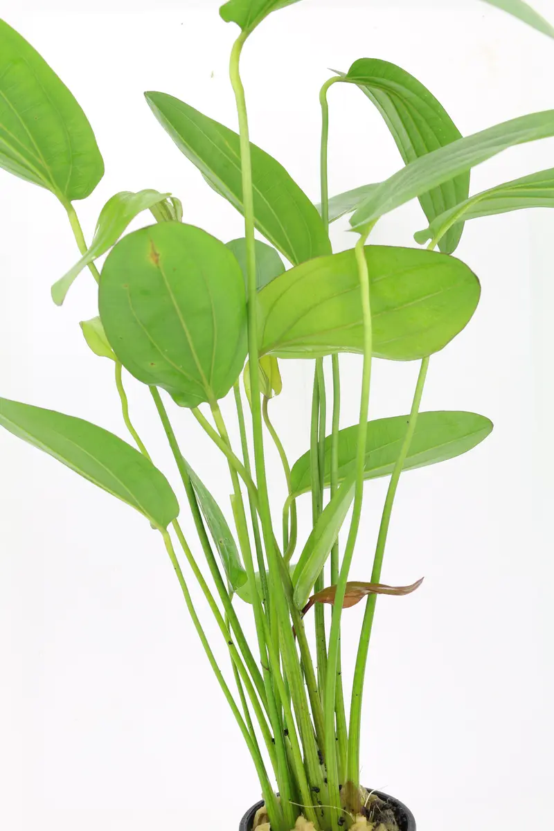 Echinodorus Osiris Double red Mutterpflanze XL
