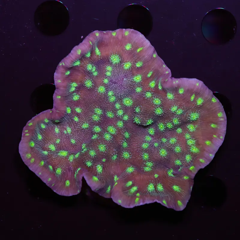Echinopora Lamellosa M
