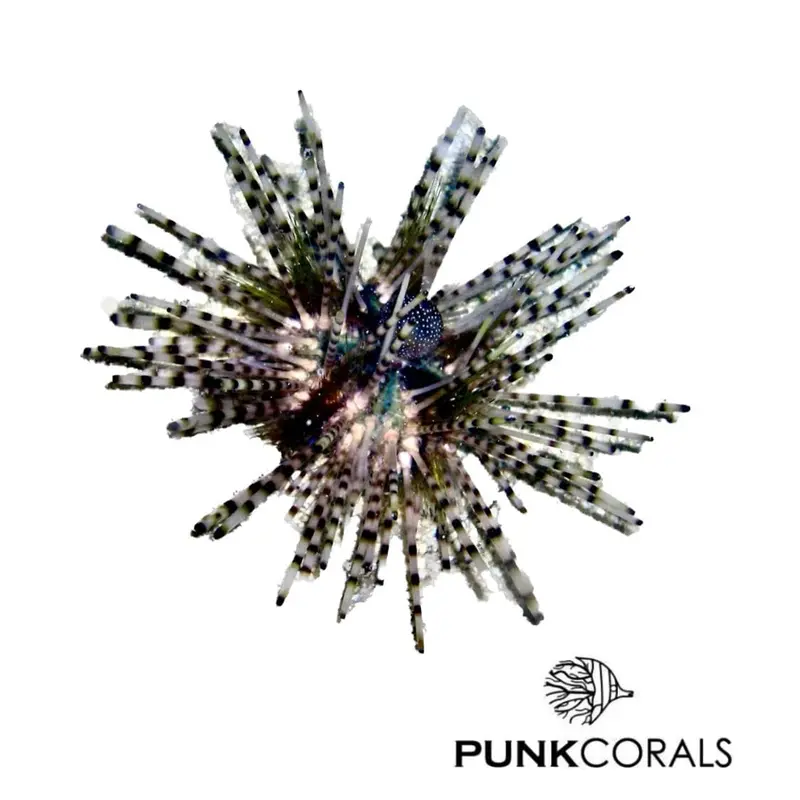 Echinothrix calamaris Gebänderter Diadem-Seeigel