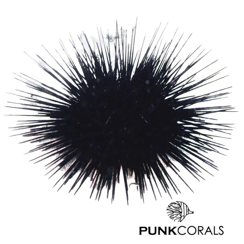 Echinothrix diadema Diadem-Seeigel