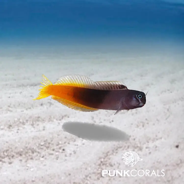 Ecsenius bicolor Zweifarbiger Schleimfisch