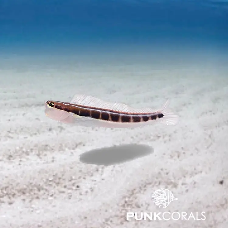Ecsenius lineatus Linien-Schleimfisch