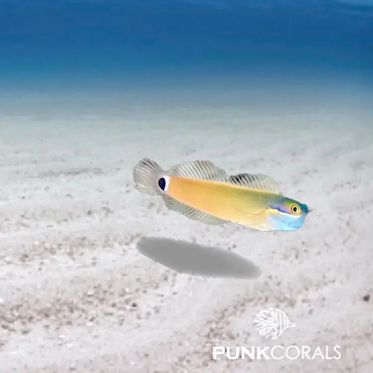 Ecsenius stigmatura Schwarzfleckblenny