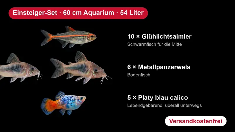 Einsteiger-Set für 60 cm Aquarien (54 Liter) - 10 Glühlichtsalmler, 6 Metallpanzerwelse, 5 Platys