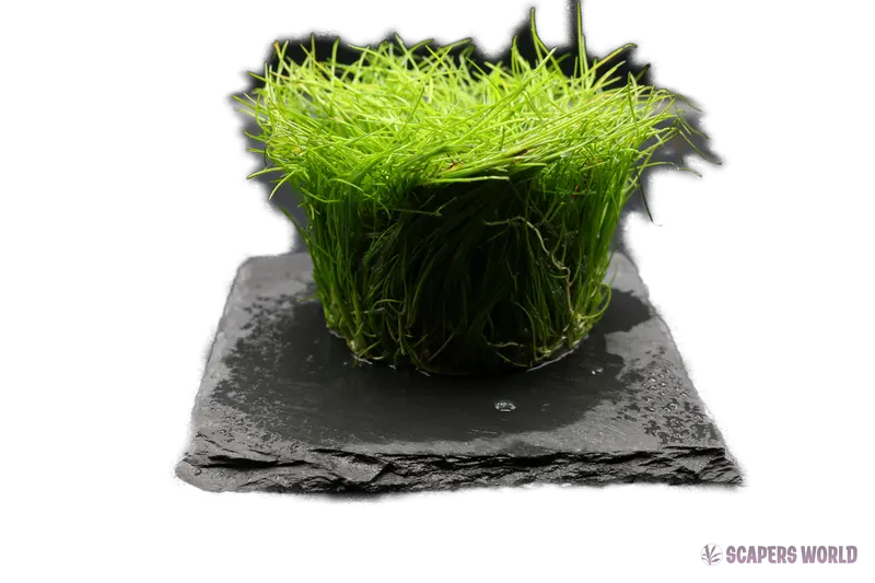 Eleocharis acicularis
