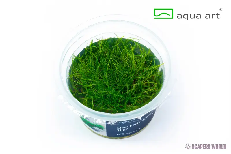 Eleocharis parvula ´mini´