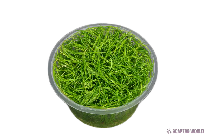 Eleocharis parvula