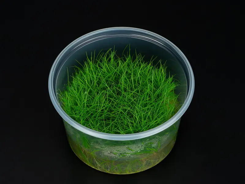 Eleocharis pusilla