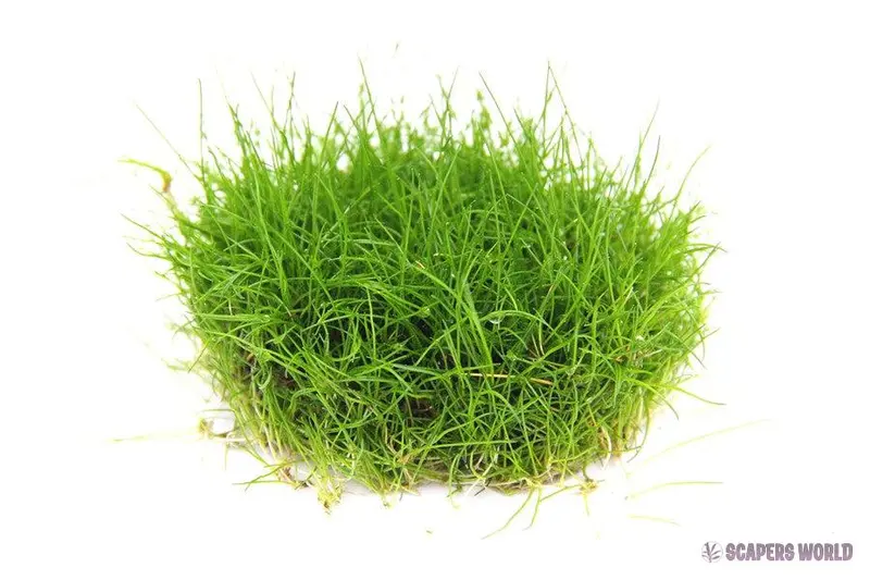 Eleocharis Pusilla