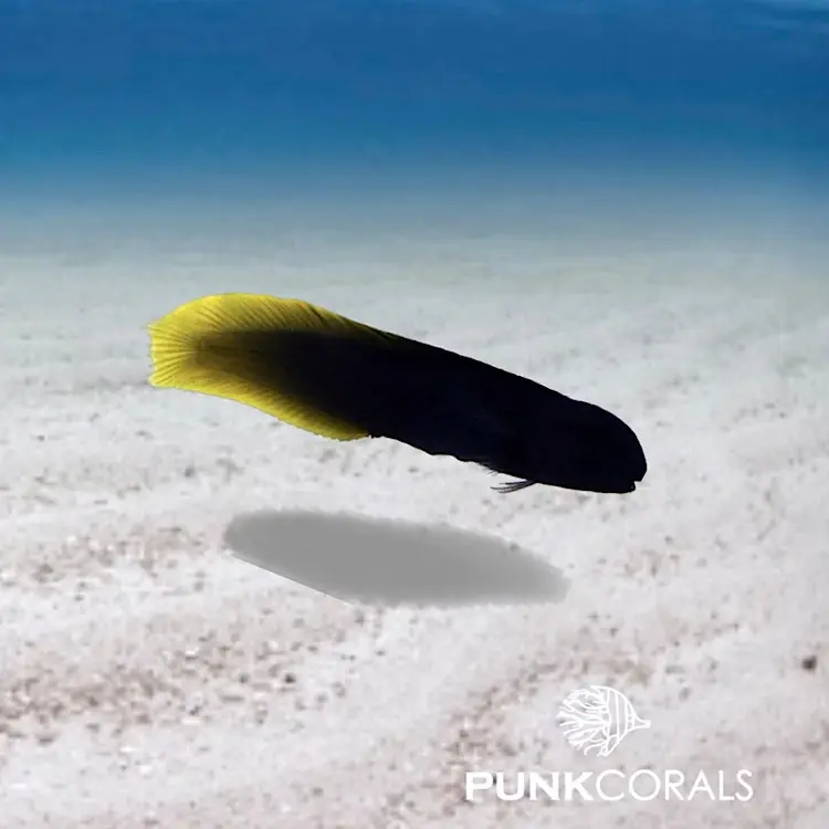 Enchelyurus flavipes Gelbschwanz-Blenny