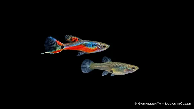 Endlers Guppy cardinal - Pärchen - Poecilia reticulata