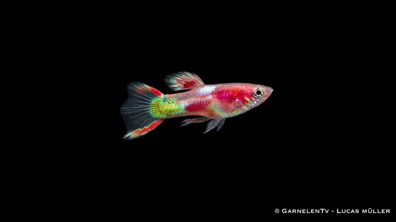 Endlers Guppy männlich Red Neon - Poecilia wingei