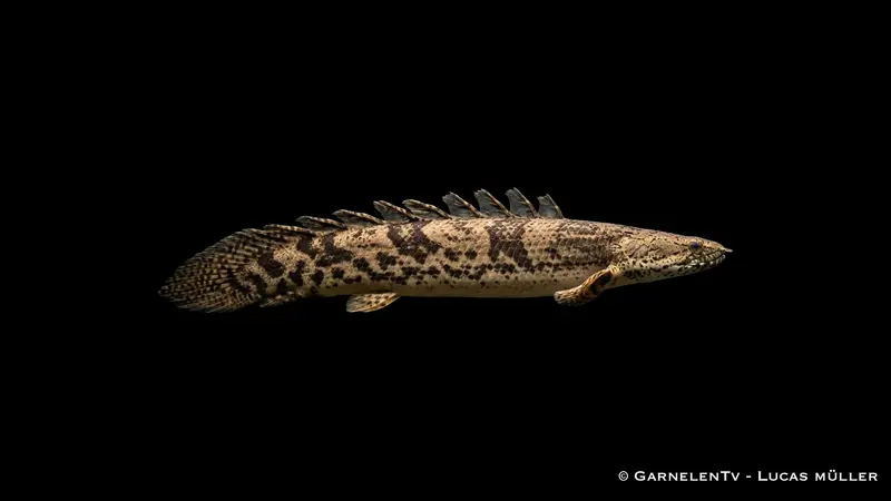 Endlicheri Flösselhecht - Polypterus endlicheri