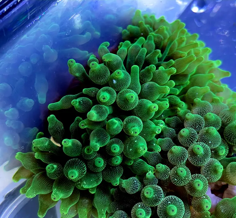 Entacmaea quadricolor – Blasenanemone Ultra Grün