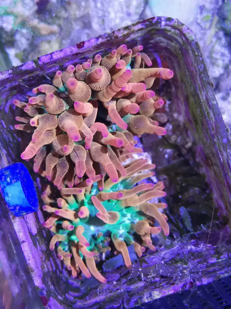 Entacmaea quadricolor – Sunburst Kupferanemone