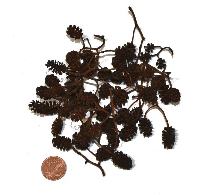 Erlenzapfen 50 g