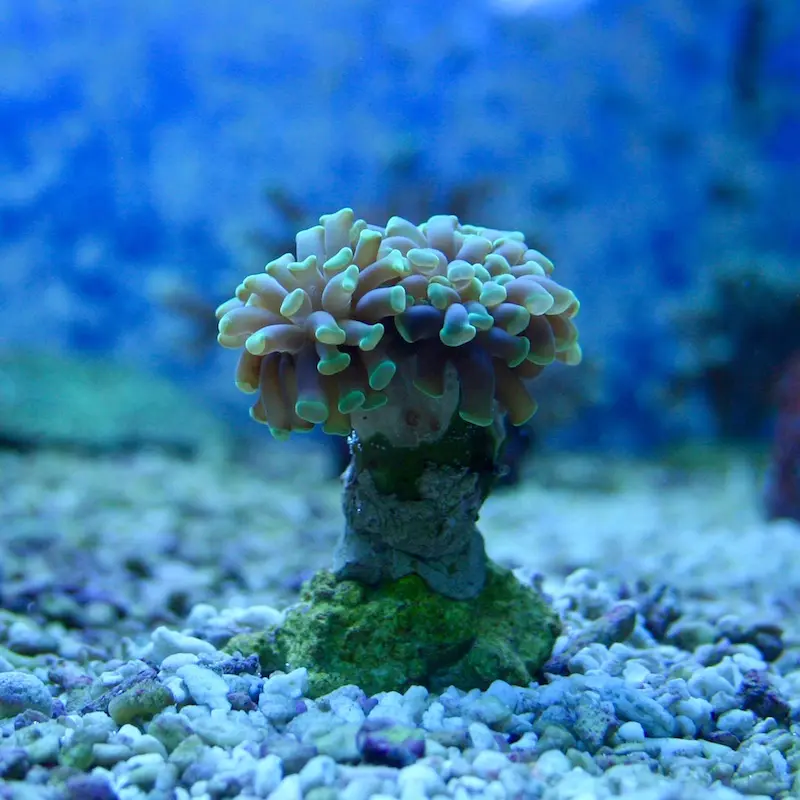 Euphyillia Paraancora