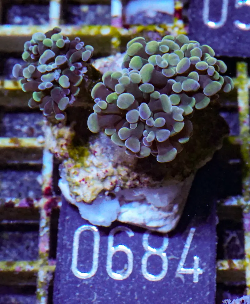 Euphyllia/Fimbriaphyllia paraancora "golden nugget"