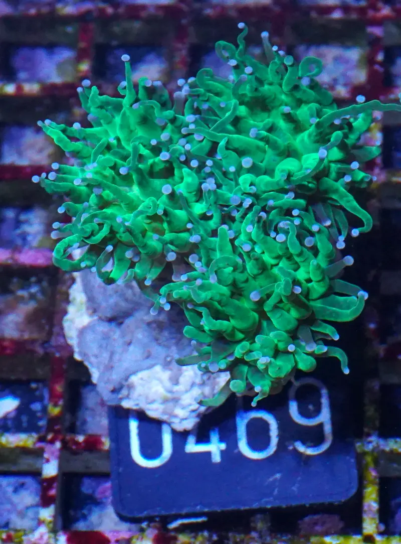 Euphyllia glabrescens "toxic green"