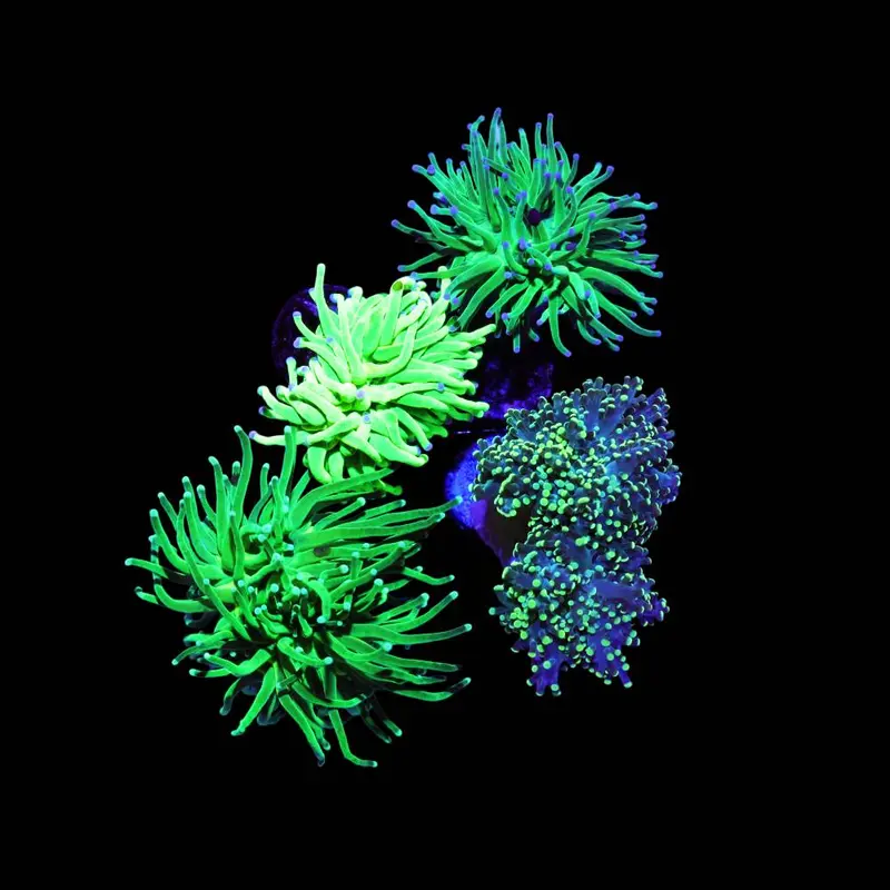 Euphyllia Green 4er Spar-Paket – Glabrescens & Yaeyamaensis