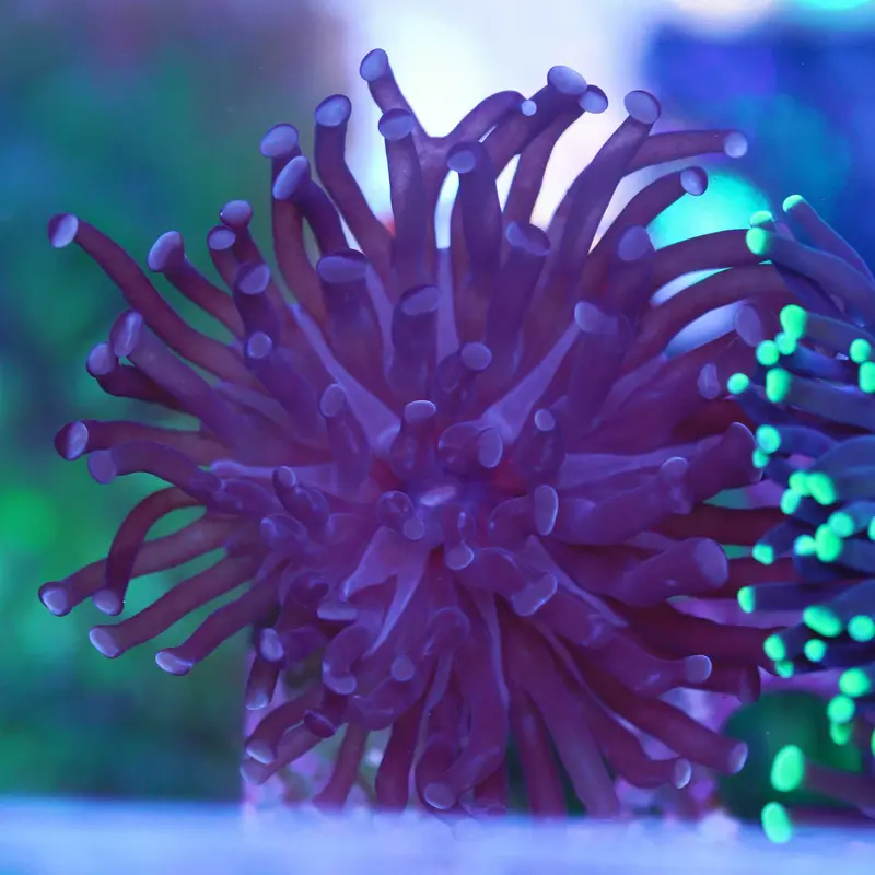 Euphyllia Paraancora violett