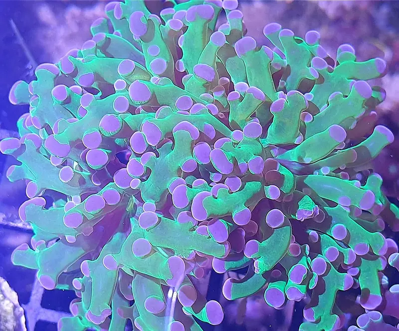 Euphyllia sp. - Euphyllia mit lila Spitzen
