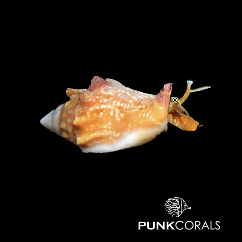 Euprotomus bulla Blasen-Fechterschnecke