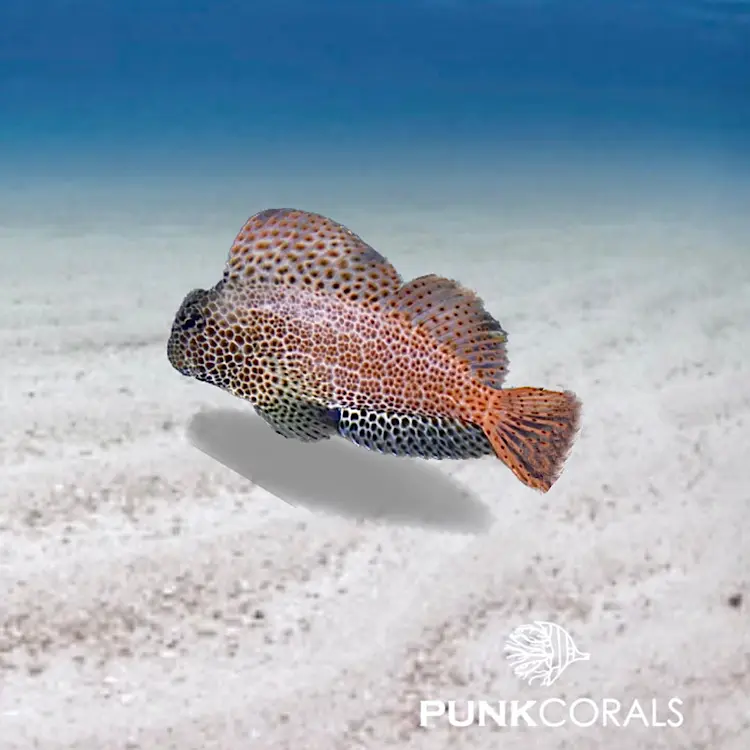 Exallias brevis Leoparden-Schleimfisch
