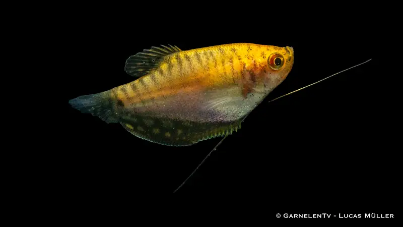 Fadenfisch gold - Trichogaster trichopterus