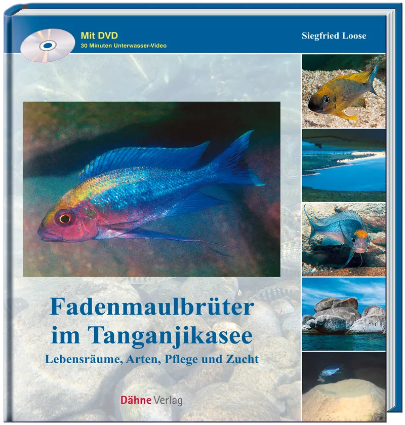 Fadenmaulbrüter im Tanganjikasee