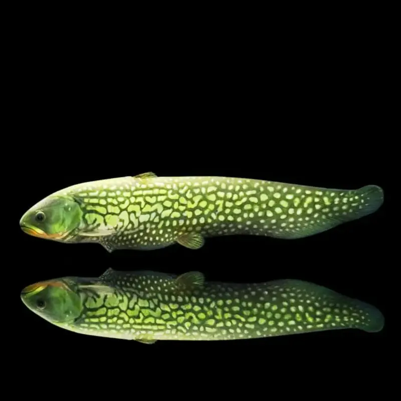 Fähnchen-Messerfisch (Papyrocranus afer) 🐟✨