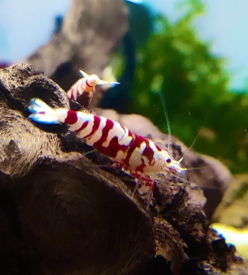 Fancy Tigergarnelen - Rot und Schwarz - Caridina