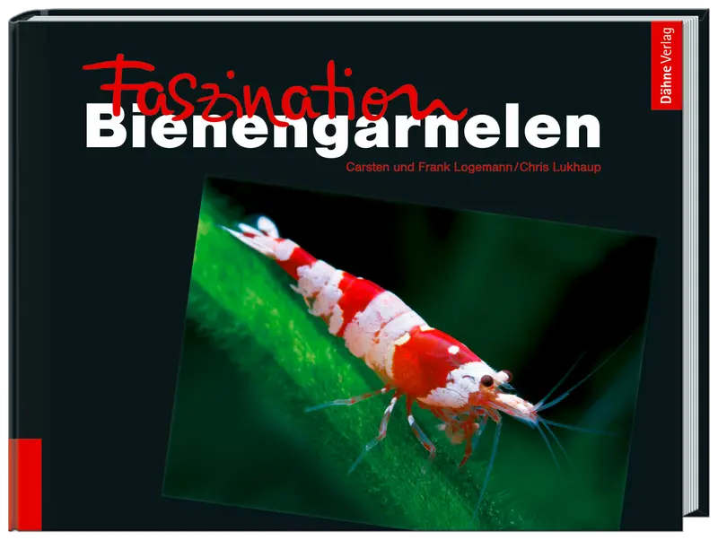 Faszination Bienengarnelen