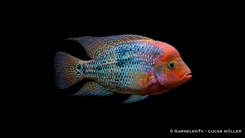 Feuerkopfcichlide Blue Spotted - Cichlasoma synspilum DNZ