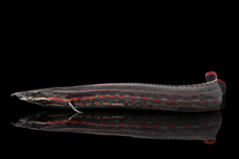 Feuerstachelaal