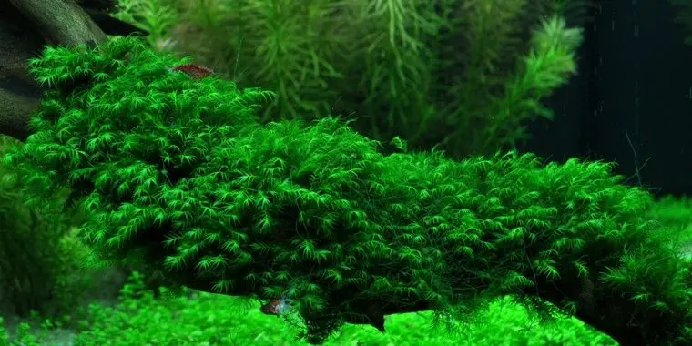 Fissidens fontanus auf Matte
